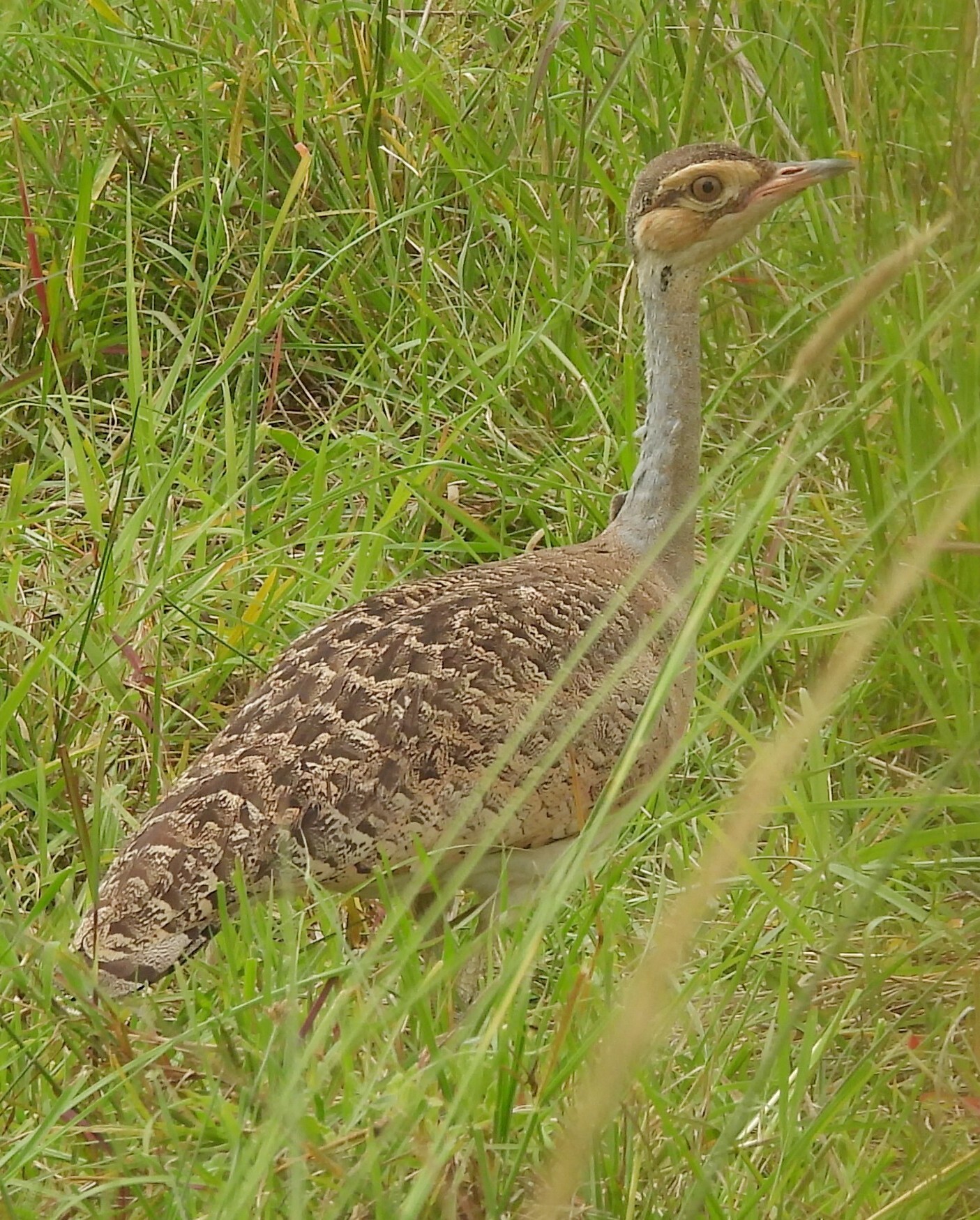 White-bellied Bustard (Eupodotis senegalensis), photo 6