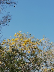 Roseodendron donnell-smithii