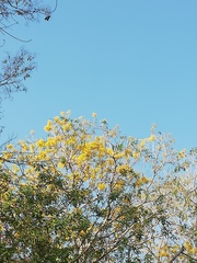 Roseodendron donnell-smithii