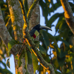 Pteroglossus aracari