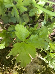 Waldsteinia