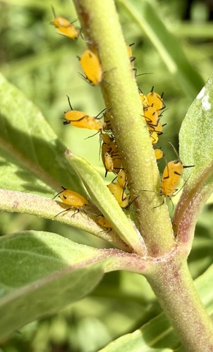 Oleander Aphid