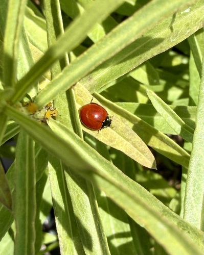 Spotless Lady Beetle