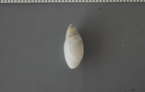Pupa affinis observed 2026-06-15