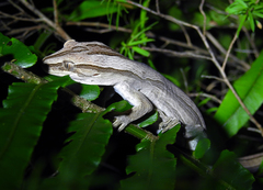 Toropuku inexpectatus