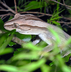 Toropuku inexpectatus