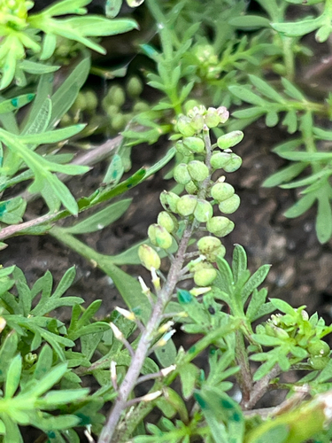 Lepidium didymum observed 2026-06-17