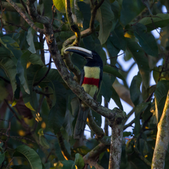 Pteroglossus aracari