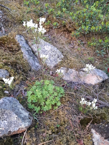 Saxifraga geranioides, photograph 1
