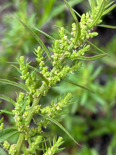Atriplex, 2026-06-18