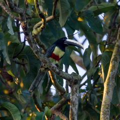 Pteroglossus aracari