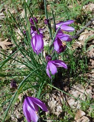 Olsynium douglasii