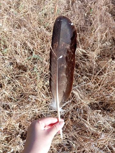Plume de Aigle ibérique