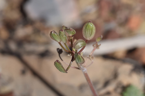 Lomatium foeniculaceum observed 2026-06-11