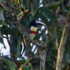 Pteroglossus aracari