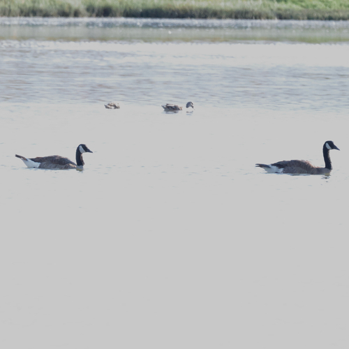 Canada Goose