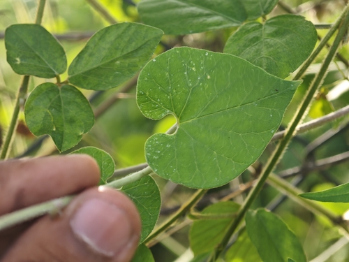 Pergularia daemia, photograph 6