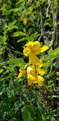 Chamaecrista fasciculata