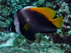 Heniochus singularius