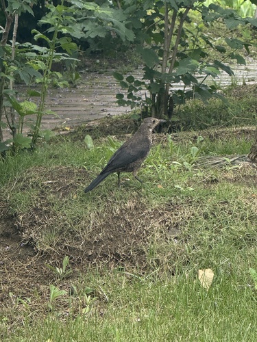 Chinese Blackbird