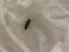 Insecta