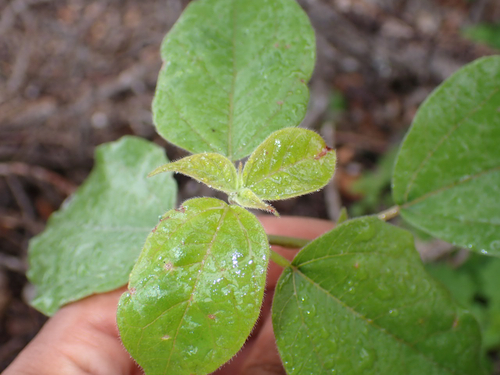 Neraudia ovata observed 2026-06-17