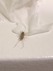 Insecta