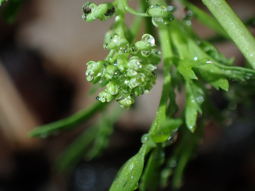 Lepidium didymum observed 2026-06-17