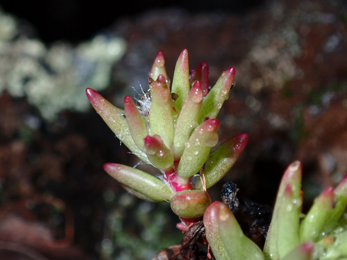 Portulaca sclerocarpa observed 2026-06-17