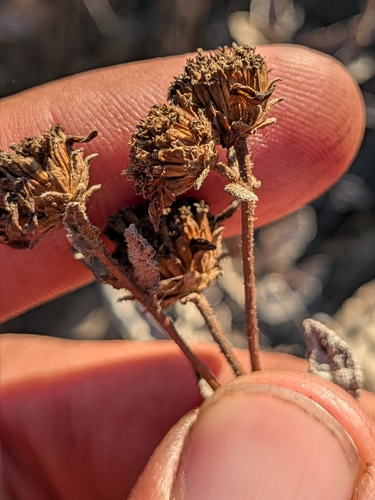 Bahiopsis laciniata, photograph 3