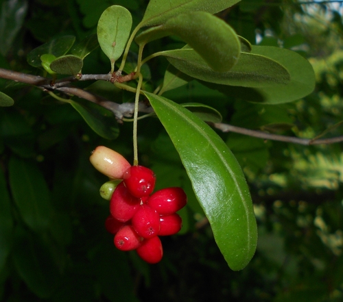Guapira discolor, photograph 4