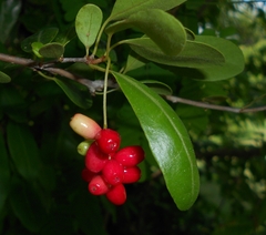 Guapira discolor, photograph (c) J. L. Gómez-Hechavarría, some rights reserved (CC BY)