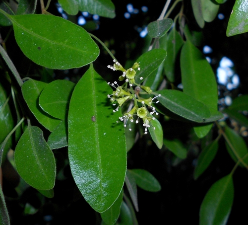Guapira discolor, photograph 5