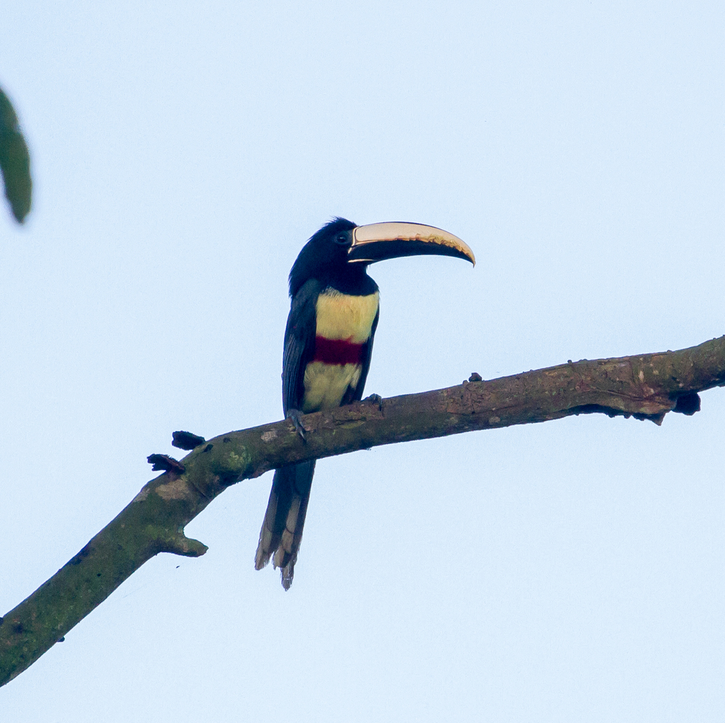 Black-Necked Aracari