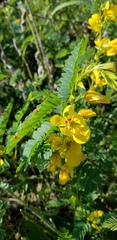 Chamaecrista fasciculata