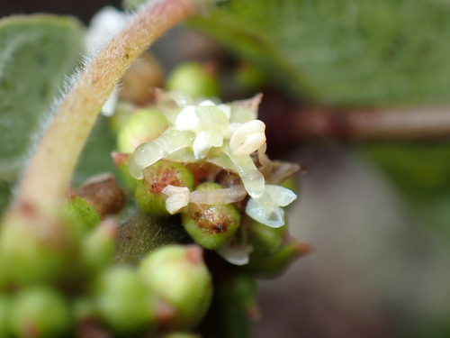 Neraudia ovata observed 2026-06-17