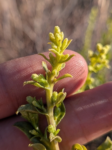 Hazardia orcuttii, photograph 4