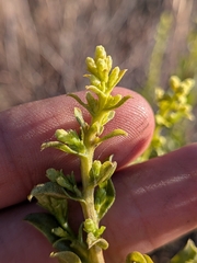 Hazardia orcuttii, photograph (c) Abraham Sánchez Romero, some rights reserved (CC BY)