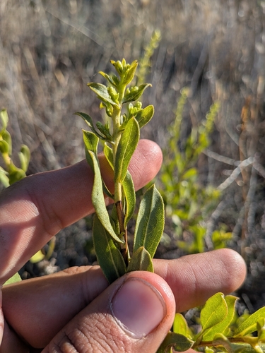 Hazardia orcuttii, photograph 5
