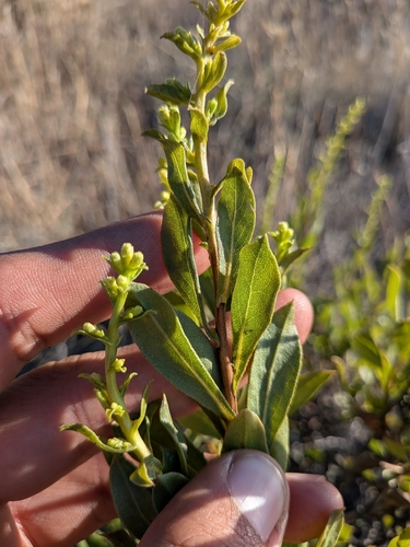 Hazardia orcuttii, photograph 6