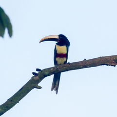 Pteroglossus aracari