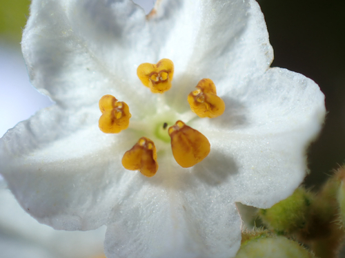 Solanum incompletum observed 2026-06-18