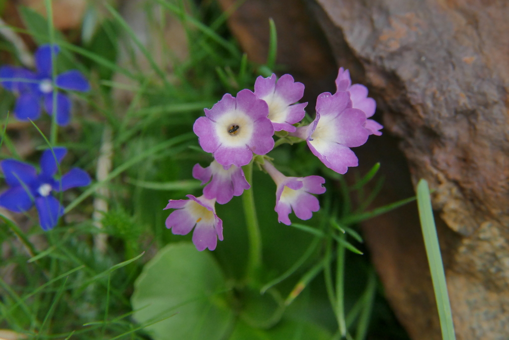 Primula × discolor