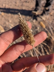 (c) Abraham Sánchez Romero, some rights reserved (CC BY) Phalaris minor, photograph (c) Abraham Sánchez Romero, some rights reserved (CC BY)