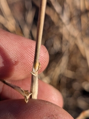 (c) Abraham Sánchez Romero, some rights reserved (CC BY) Phalaris minor, photograph (c) Abraham Sánchez Romero, some rights reserved (CC BY)