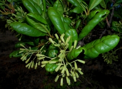 Pisonia rotundata