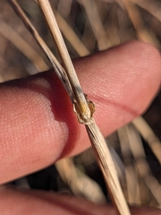 Phalaris minor, photograph (c) Abraham Sánchez Romero, some rights reserved (CC BY)