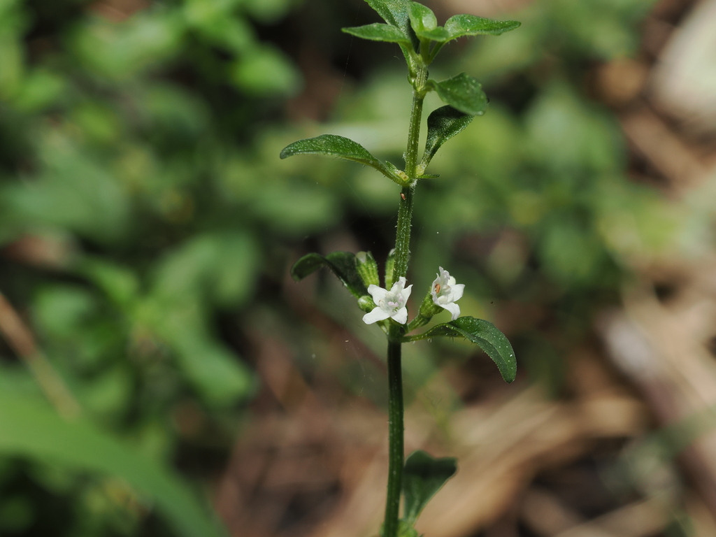 Mentha satureioides; photograph (c) Thomas Mesaglio, some rights reserved (CC BY)