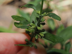 (c) Thomas Mesaglio, some rights reserved (CC BY) Mentha satureioides, photograph (c) Thomas Mesaglio, some rights reserved (CC BY)