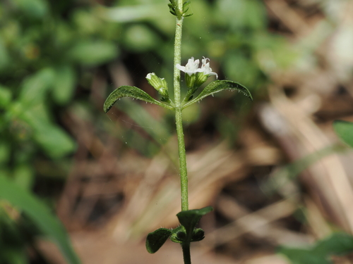 Mentha satureioides, photograph 1